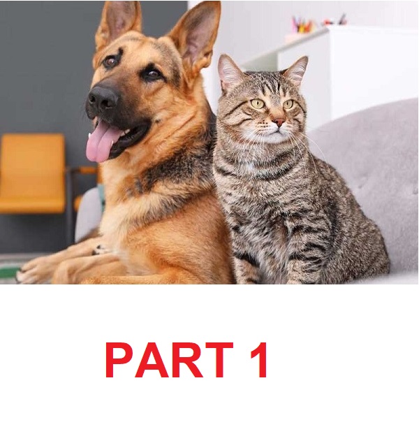 catvdog