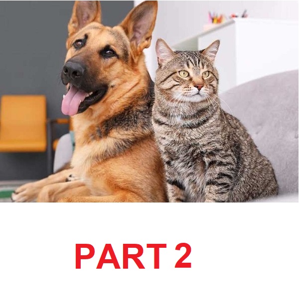 catvdog